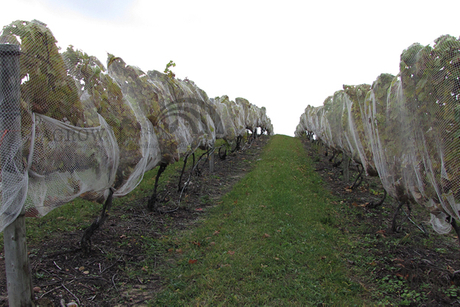 Vineyard Fruit Zone madárvédelmi háló