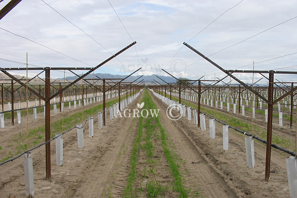 Vineyard Open Gable Trellis rendszer