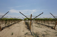 Vineyard Open Gable Trellis rendszer